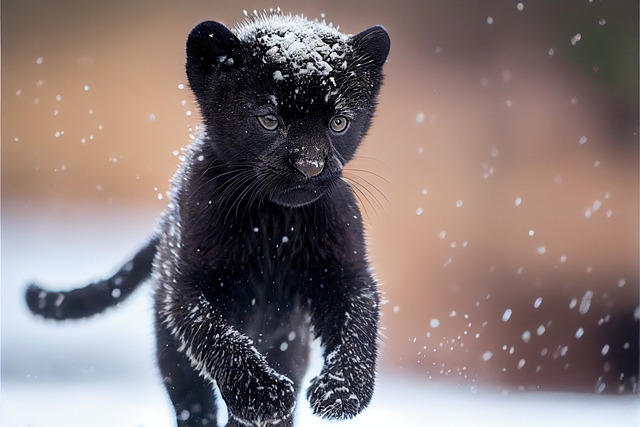 An AI-generated image of a black leopard cub bouncing throw the falling snow